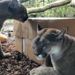 Pumas hautnah im Zoo am Meer Bremerhaven