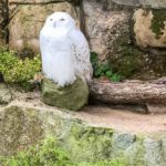 Schneeeule im Zoo Bremerhaven Sehenswürdigkeiten