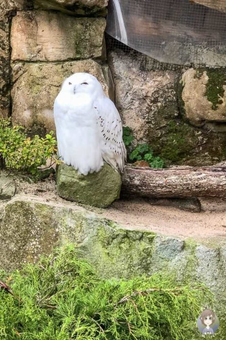 Schneeeule im Zoo Bremerhaven Sehenswürdigkeiten