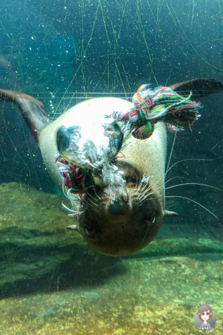 Seehund im Zoo Bremerhaven