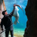 Seehunde unter Wasser in Bremerhavens Zoo am Meer