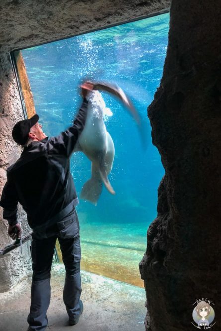 Seehunde unter Wasser in Bremerhavens Zoo am Meer
