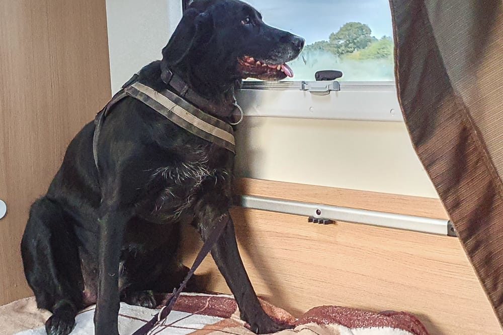 Sitzplatz für Hunde im Wohnmobil