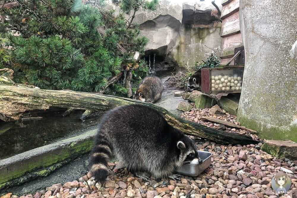 Waschbären im Zoo Bremerhaven