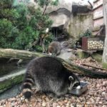 Waschbären im Zoo Bremerhaven