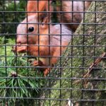 Sibirisches Eichhörnchen im Bremerhaven Zoo am Meer