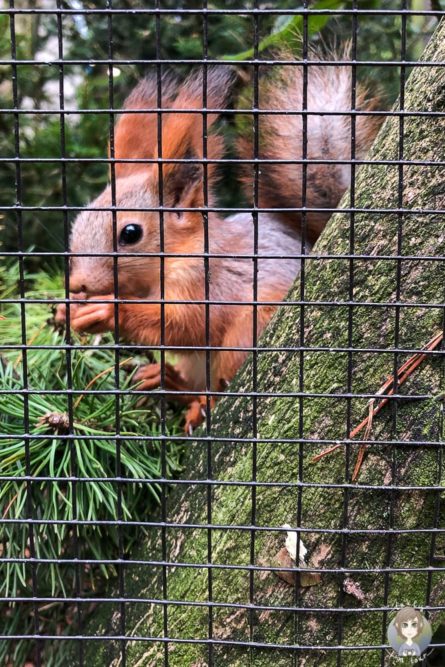 Sibirisches Eichhörnchen im Bremerhaven Zoo am Meer