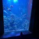 Tolle Unterwasserwelt im Klimahaus Bremerhaven