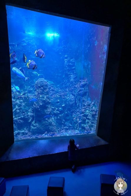 Tolle Unterwasserwelt im Klimahaus Bremerhaven