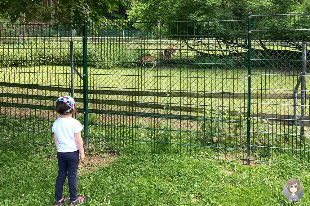 Damwild im Tiergehege Bad Abbach