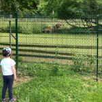 Damwild im Tiergehege Bad Abbach