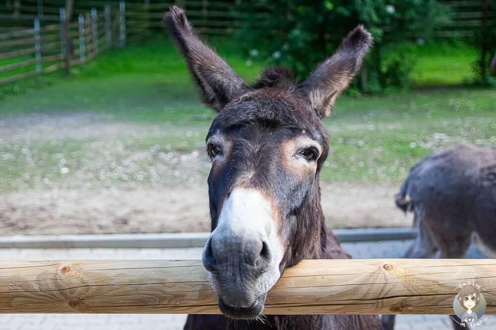 Ein Esel im Tiergehege Bad Abbach