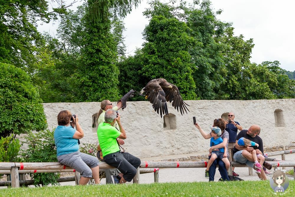 Ein Greifvogel bei einer Vorführung in Riedenburg