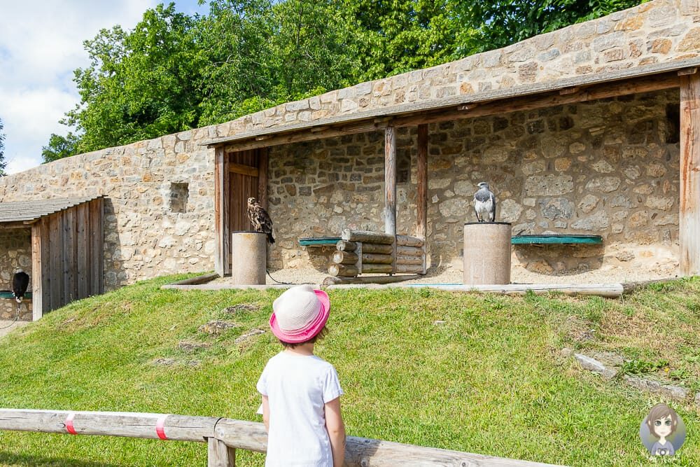 Greifvögel beobachten im Falkenhof in Riedenburg