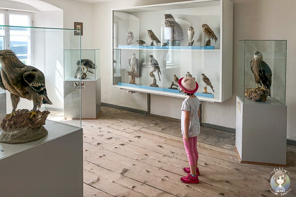 Greifvogelmuseum im Schloss Rosenburg