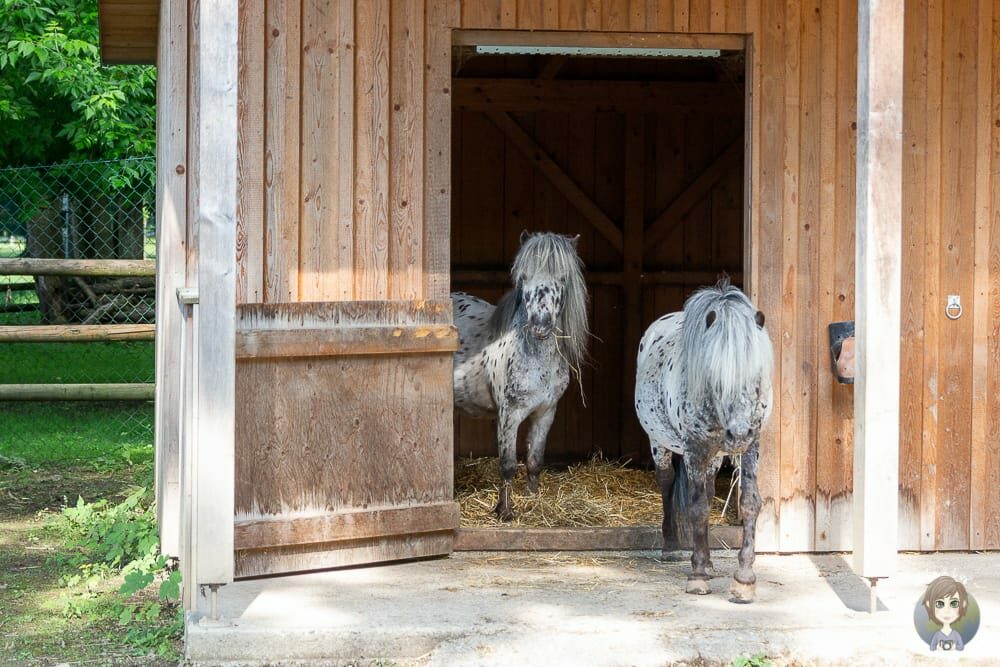 Ponys im Tiergehege Bad Abbach