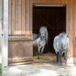 Ponys im Tiergehege Bad Abbach
