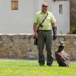 Ein Geier bei der Flugshow im Falkenhof Riedenburg