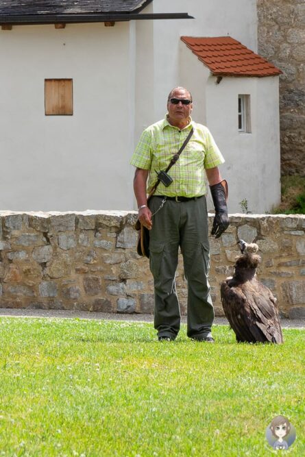 Ein Geier bei der Flugshow im Falkenhof Riedenburg