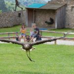Greifvogel fliegt in Flugshow auf Falkenhof in Riedenburg