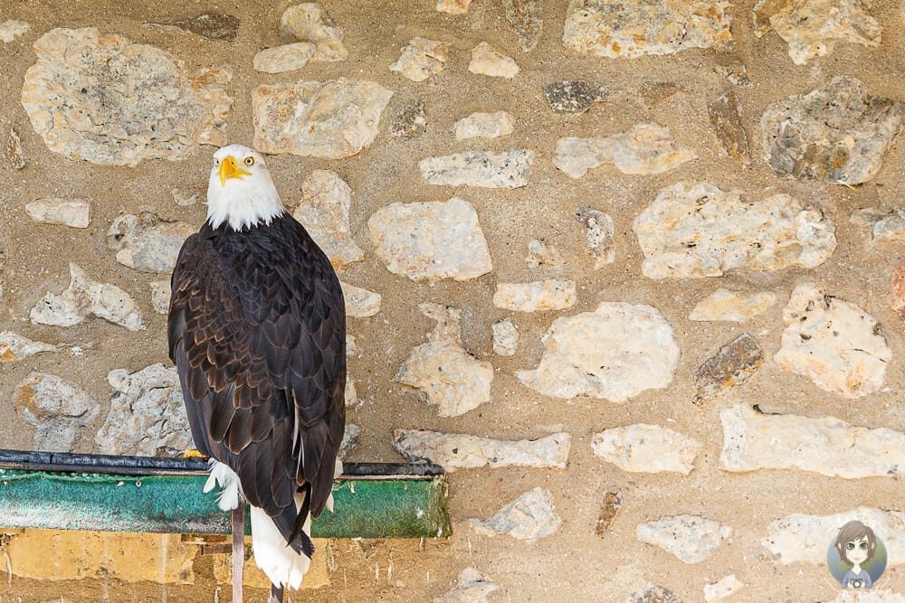 Weisskopfseeadler im Falkenhof auf Schloss Rosenburg