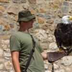 Weisskopfseeadler aus der Nähe im Falkenhof in Riedenburg