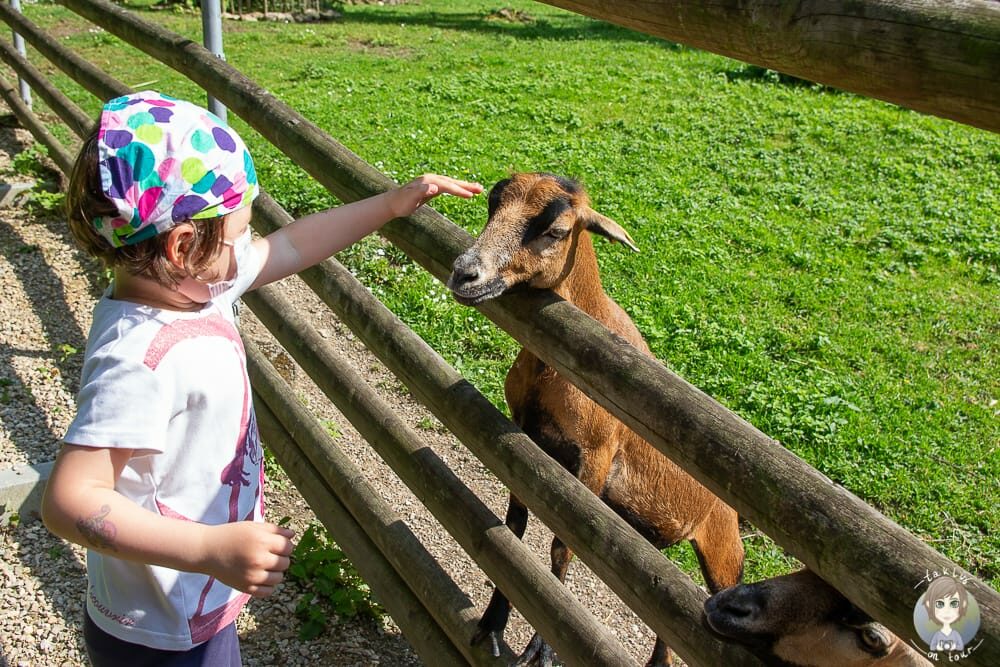 Ziegen streicheln im Tiergehege Bad Abbach