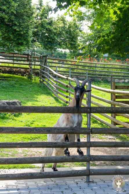 Eine Ziege im Tiergehege Bad Abbach