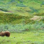 Alaskas Bären: Die besten Orte zur Bärenbeobachtung