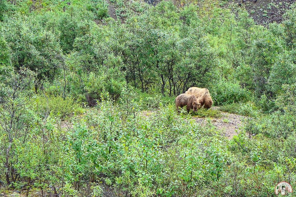 Im Denali Nationalpark in Alaska Bären beobachten