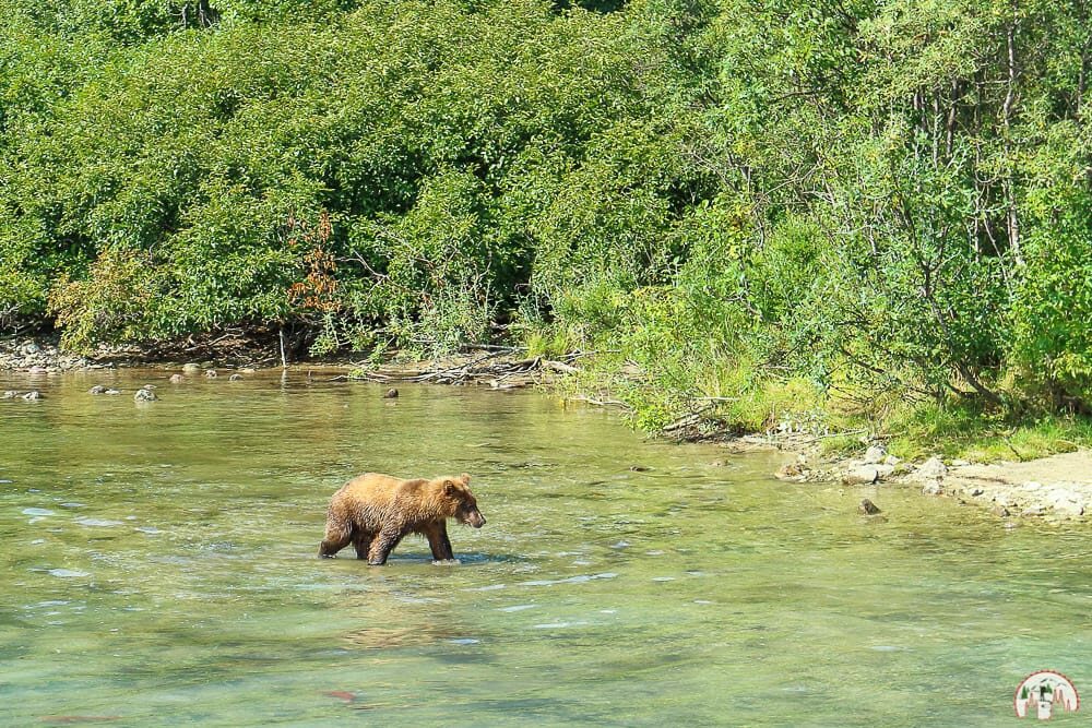 Ein Alaska Bär beim Lachse fangen