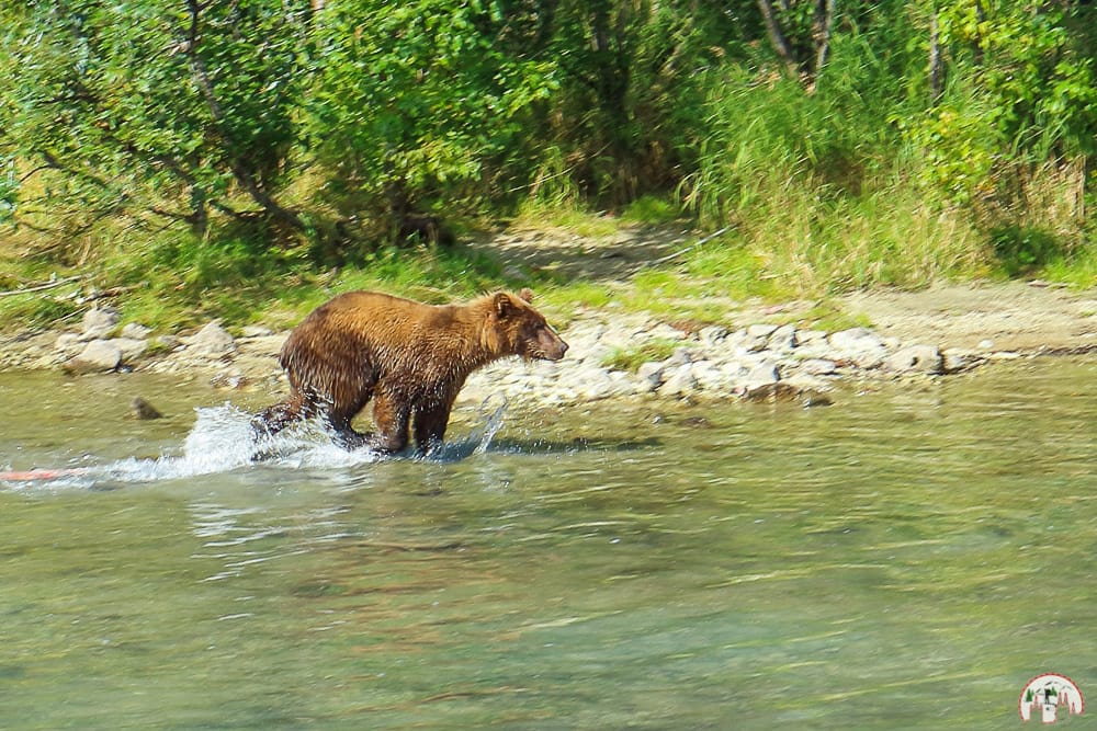 Alaska Bären beobachten