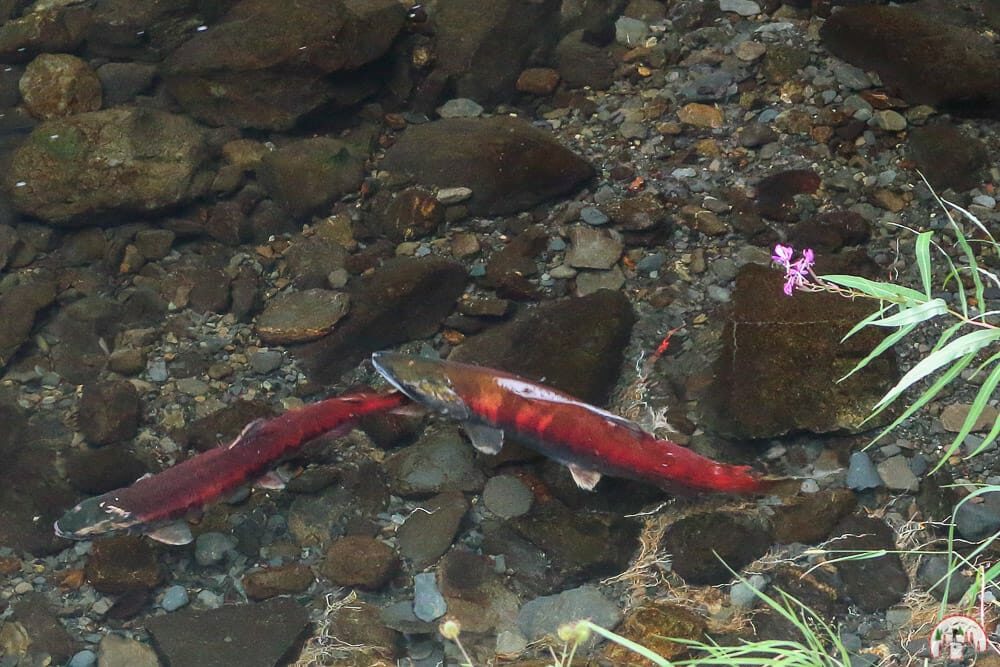 Bear Creek Weir um Alaska Bären zu beobachten