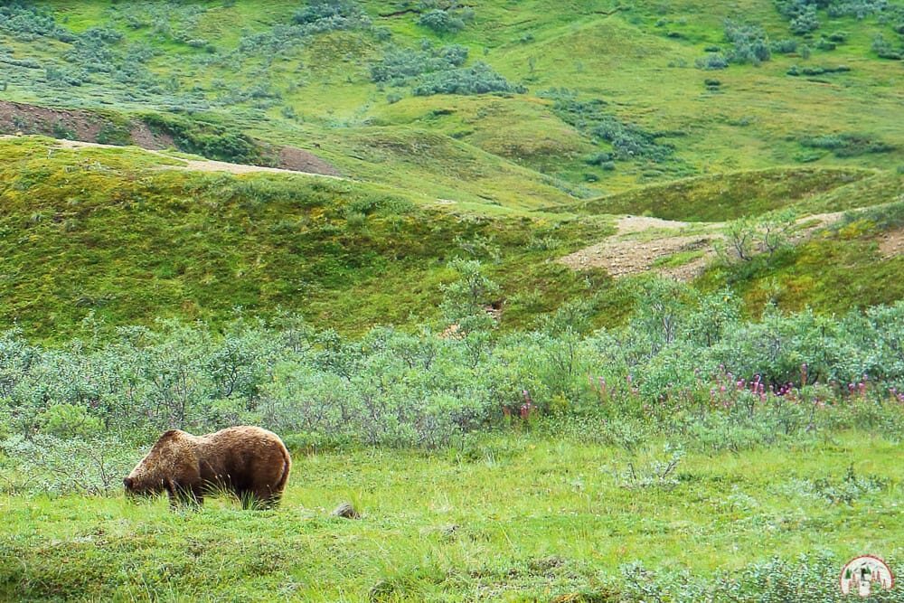 Im Denali Nationalpark in Alaska Bären beobachten