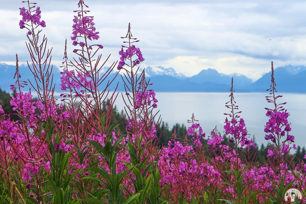 Fireweed in Alaska beim Bären beobachten