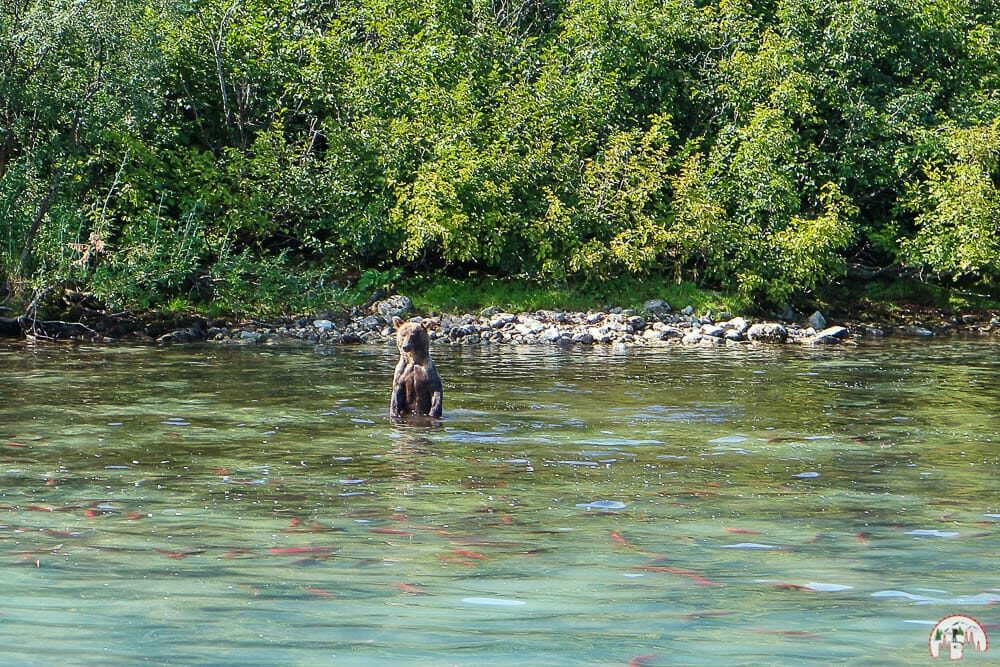 Ein Grizzly Bär in Alaska