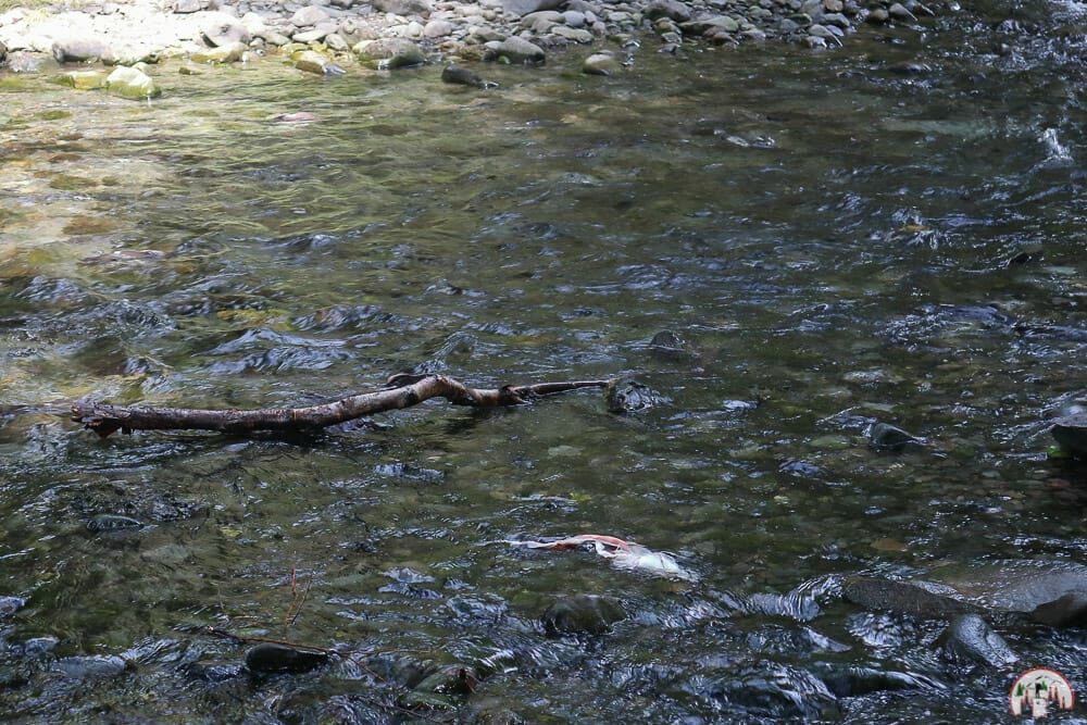Alaska Bären beobachten am Indian Creek