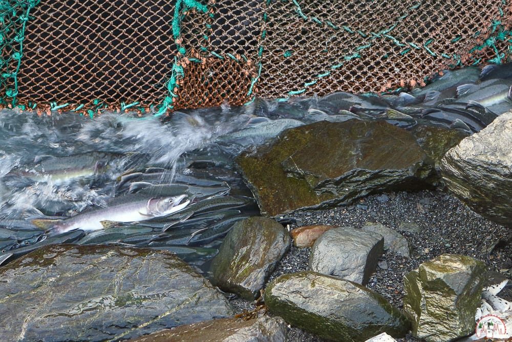 Lachse an der Salmon Hatchery in Valdez guter Ort um in Alaska Bären zu beobachten