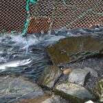 Lachse an der Salmon Hatchery in Valdez guter Ort um in Alaska Bären zu beobachten