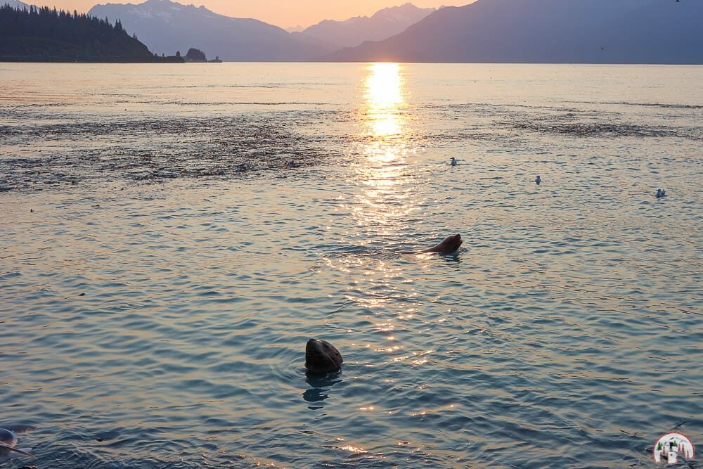 Seelöwen bei Sonnenuntergang in Valdez Alaska