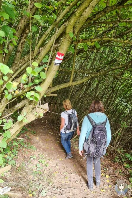 Wanderung durch den Wald am Wichtelsteig in kalletal