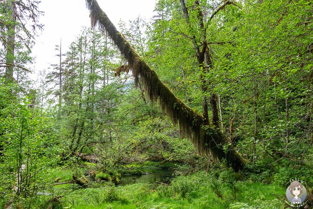 Wasser und Bäume am Trail im Hoh Forest