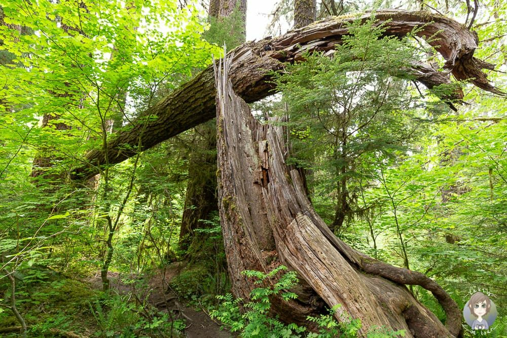 Baumstamm im Hoh Forest