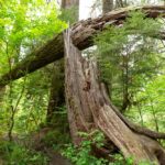 Baumstamm im Hoh Forest