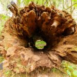 Baumstamm am Rain Forest Nature Trail