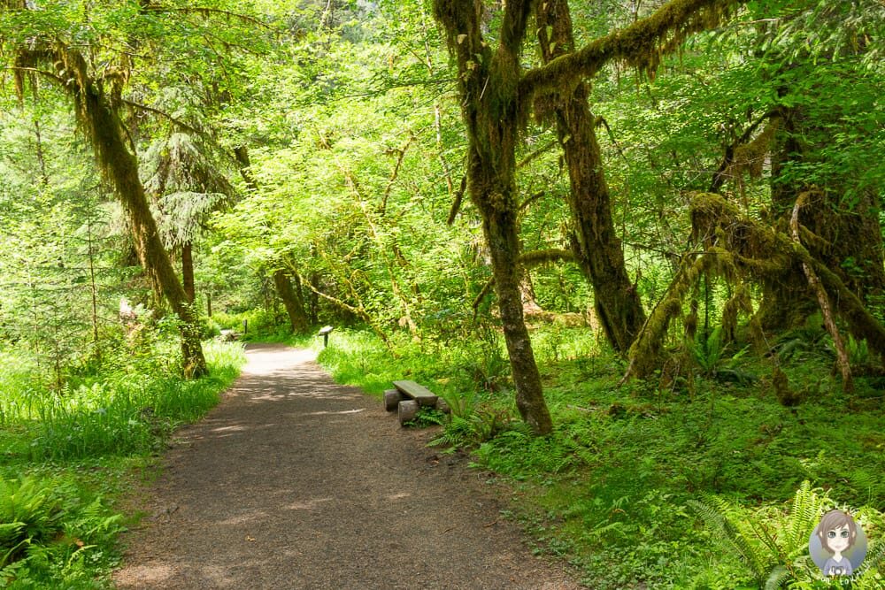 Hall of the Mosses Trail