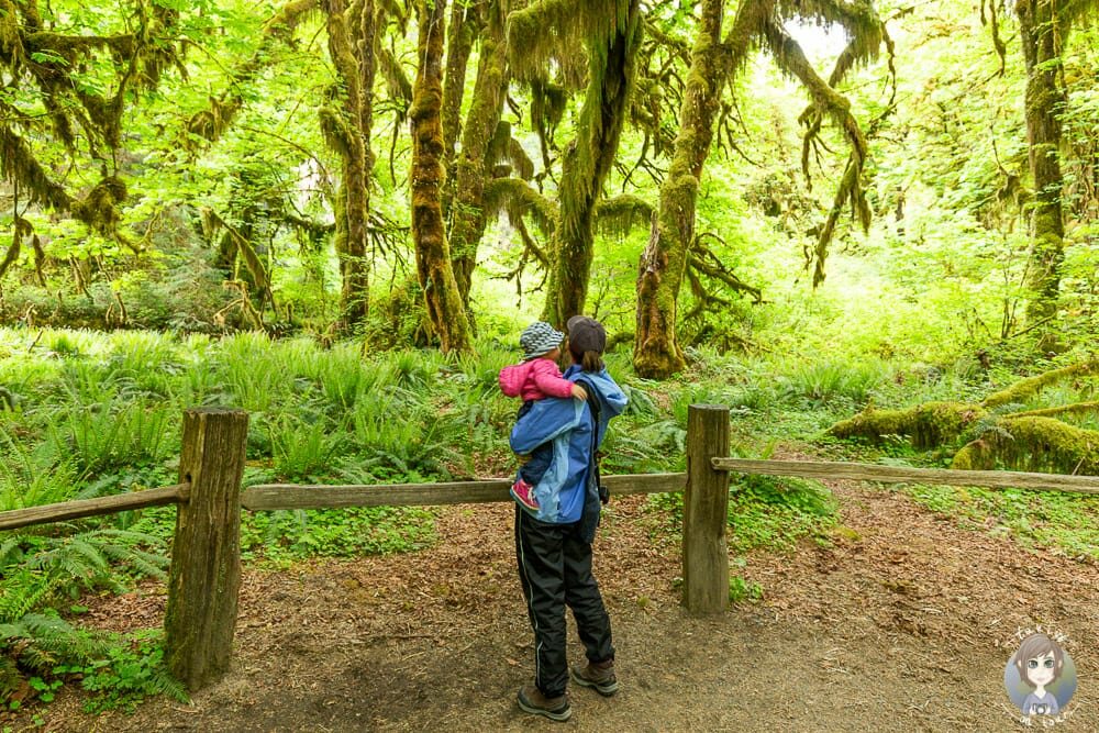 Wanderung mit Kind im Hoh Forest