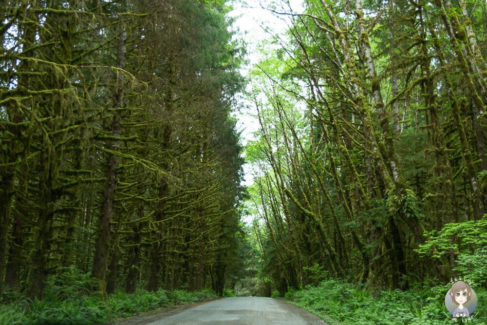 Bäume im Hoh Rain Forest