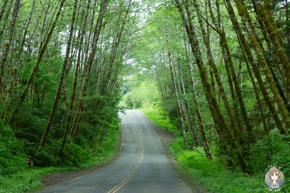 Fahrt durch den Hoh Rain Forest