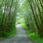 Fahrt durch den Hoh Rain Forest